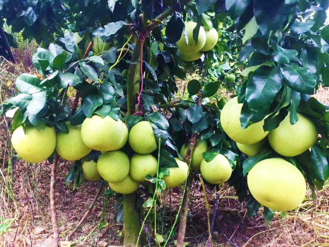 普洱永红矮晚柚使用威澳门尼斯人2325cc肥的效果：糖度高，皮色好，果肉没枯水、干硬